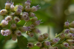 Pluchea tomentosa